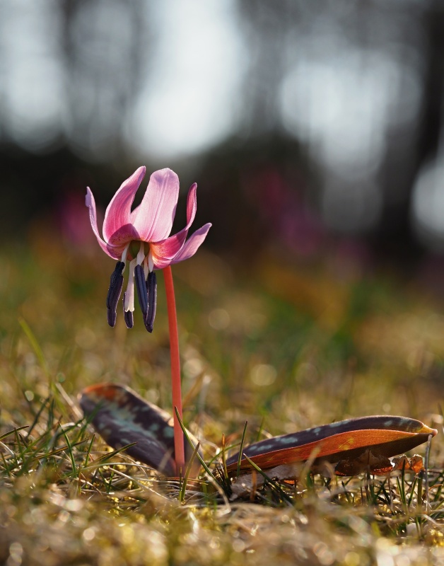 Kandík psí zub (Erythronium dens-canis)