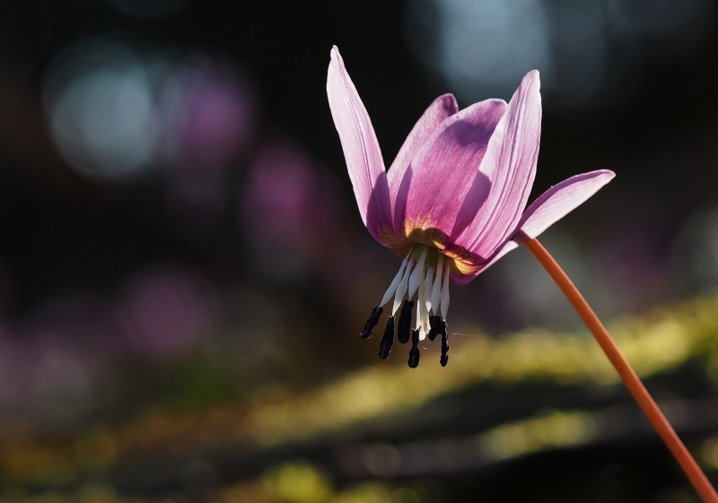 Kandík psí zub (Erythronium dens-canis)