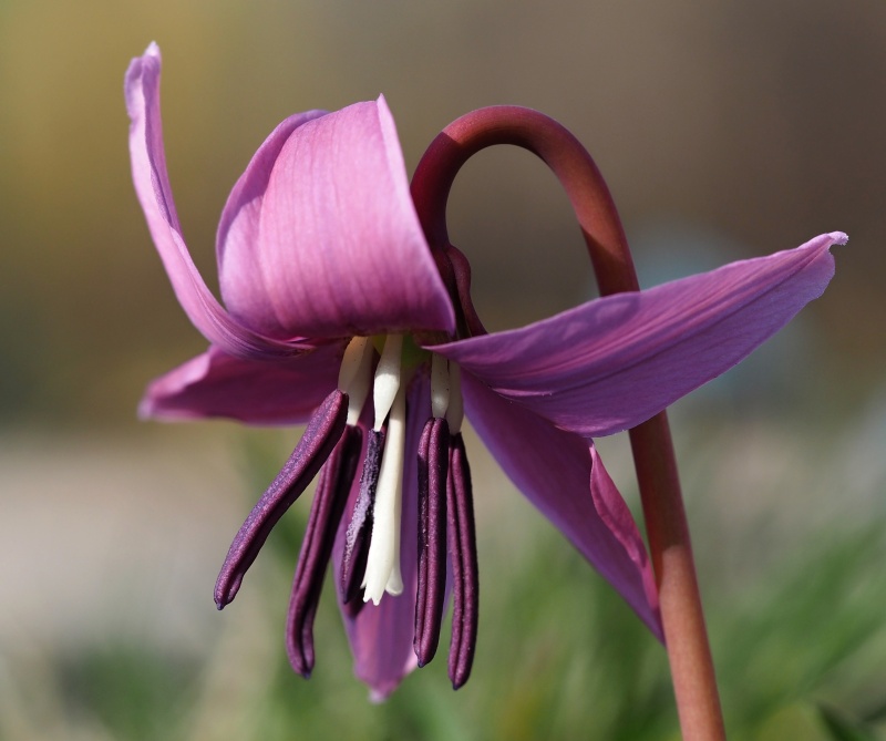 Kandík psí zub (Erythronium dens-canis)
