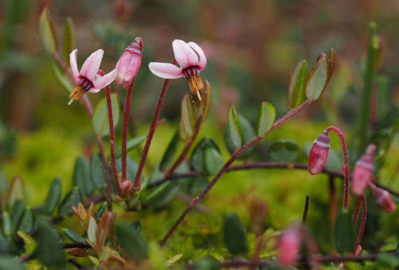 Klikva bahenní (Vaccinium oxycoccos)