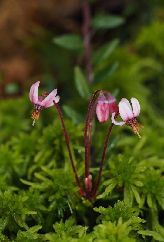 Klikva bahenní (Vaccinium oxycoccos)