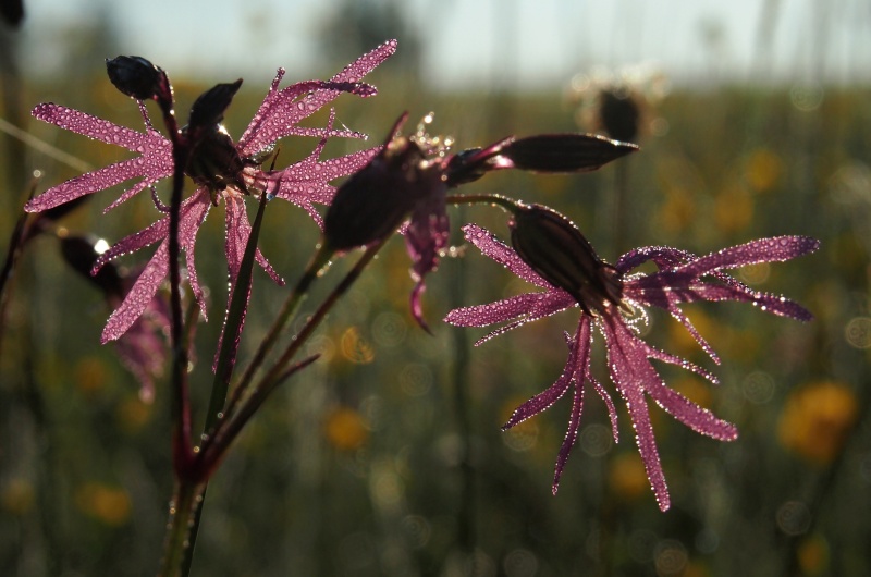 Kohoutek luční (Lychnis flos-cuculi)