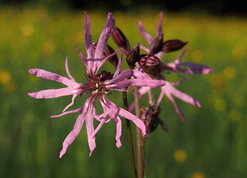 Kohoutek luční (Lychnis flos-cuculi)