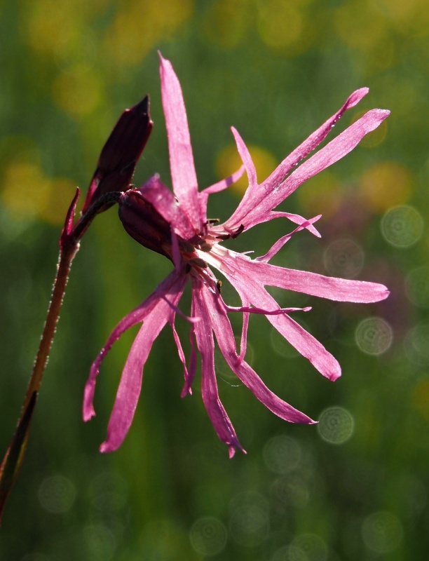Kohoutek luční (Lychnis flos-cuculi)