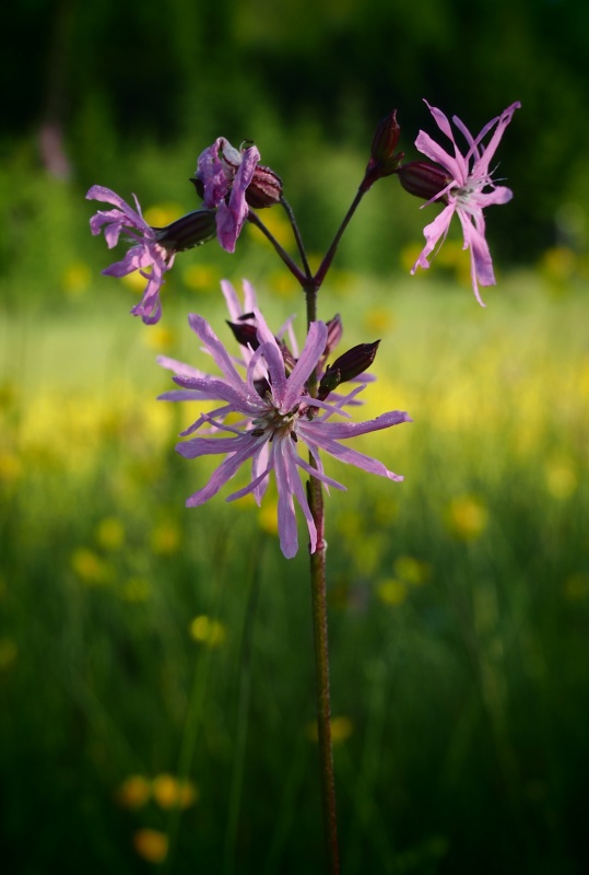 Kohoutek luční (Lychnis flos-cuculi)