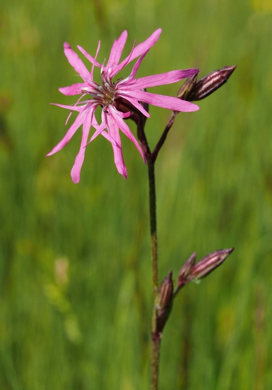 Kohoutek luční (Lychnis flos-cuculi)