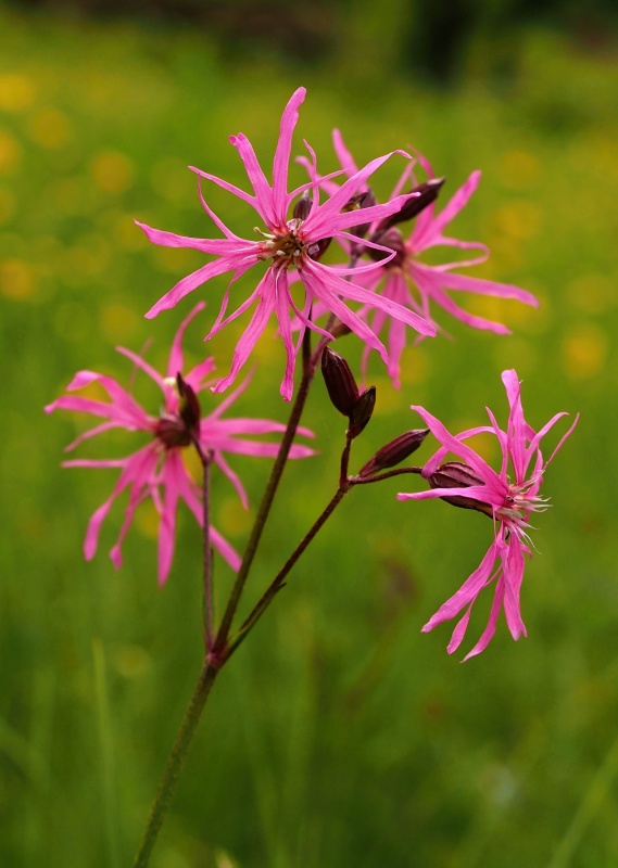 Kohoutek luční (Lychnis flos-cuculi)