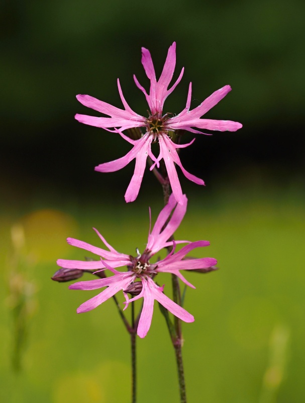 Kohoutek luční (Lychnis flos-cuculi)