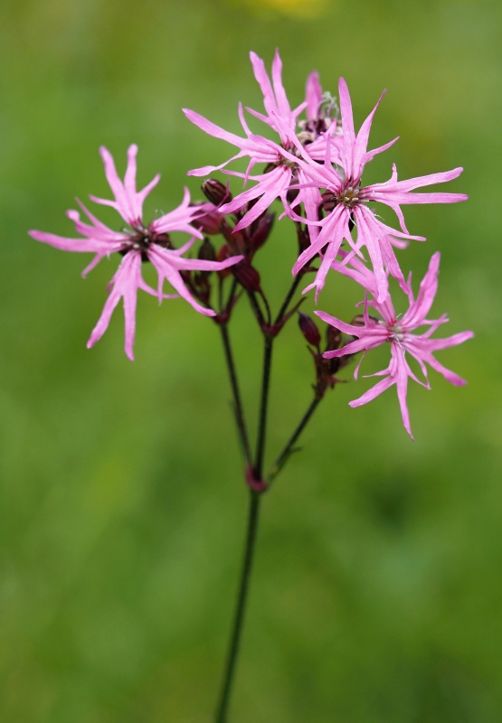 Kohoutek luční (Lychnis flos-cuculi)