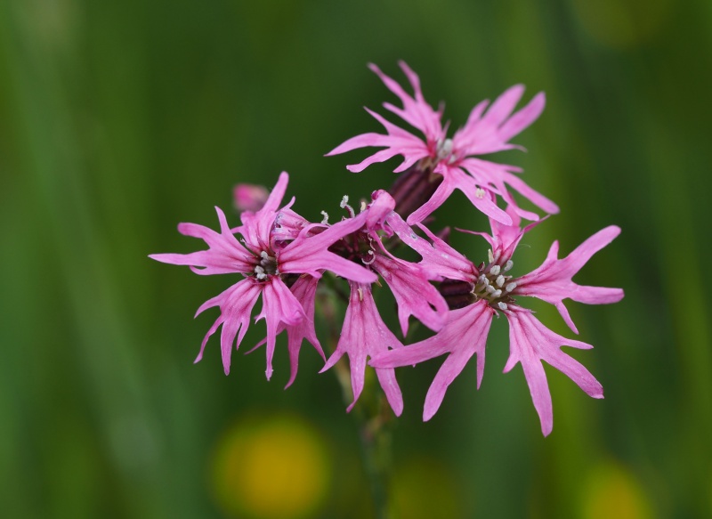 Kohoutek luční (Lychnis flos-cuculi)