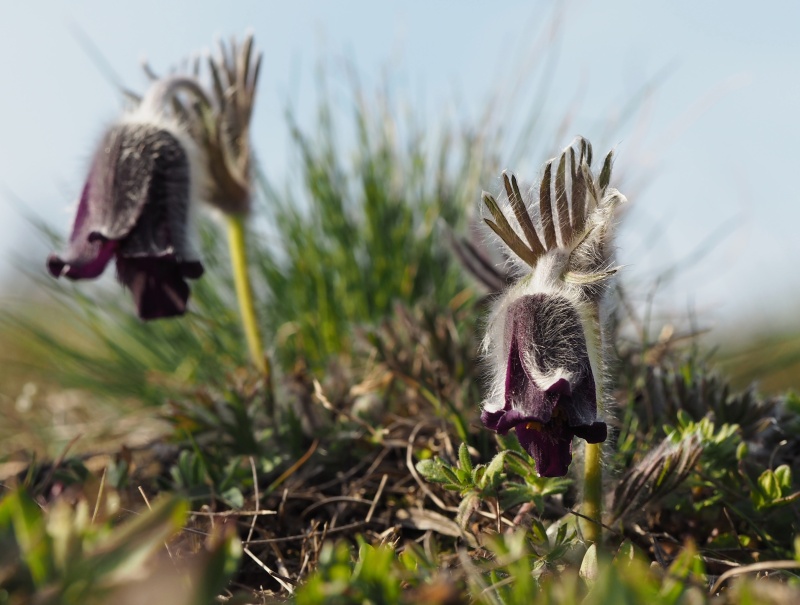 Koniklec luční český (Pulsatilla pratensis subsp. bohemica)