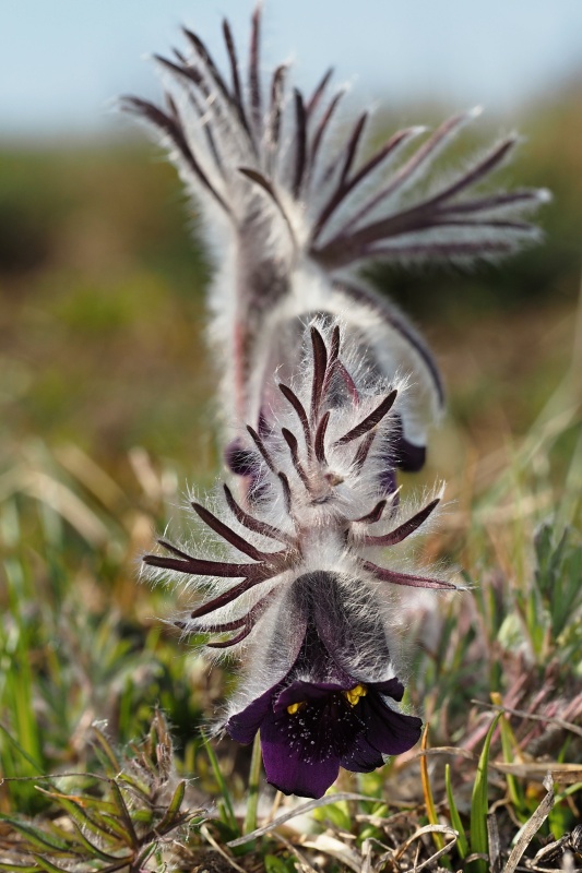 Koniklec luční český (Pulsatilla pratensis subsp. bohemica)