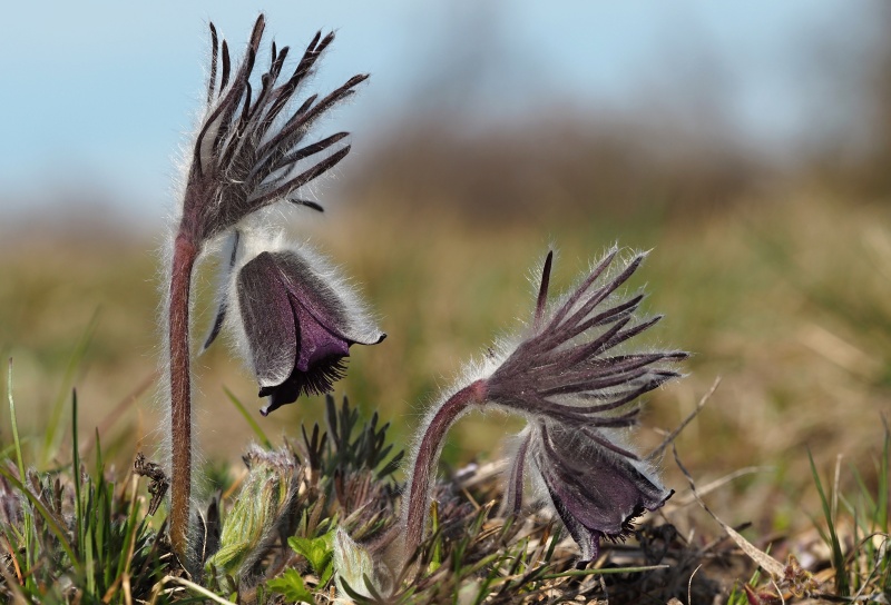 Koniklec luční český (Pulsatilla pratensis subsp. bohemica)