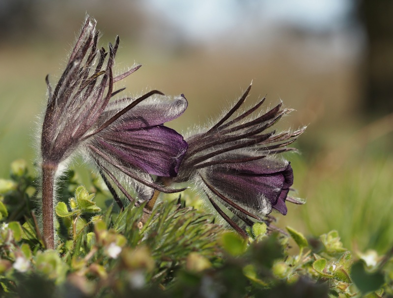 Koniklec luční český (Pulsatilla pratensis subsp. bohemica)