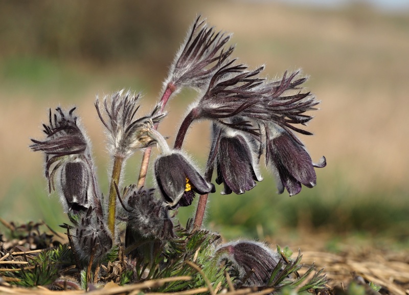 Koniklec luční český (Pulsatilla pratensis subsp. bohemica)