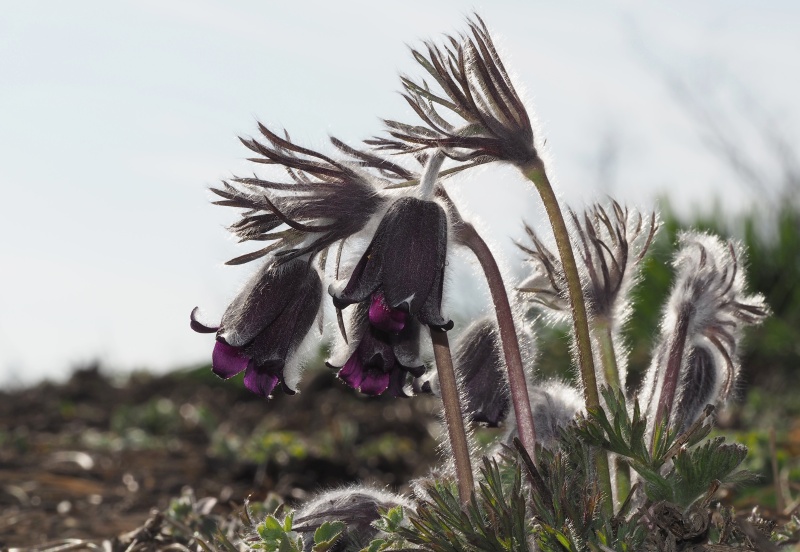 Koniklec luční český (Pulsatilla pratensis subsp. bohemica)