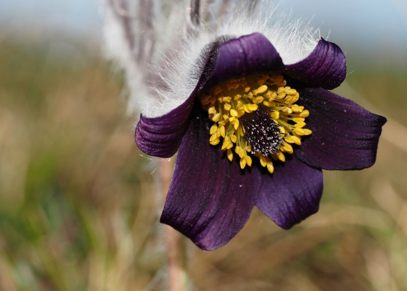 Koniklec luční český (Pulsatilla pratensis subsp. bohemica)