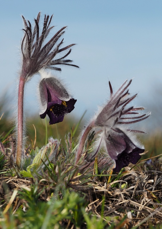 Koniklec luční český (Pulsatilla pratensis subsp. bohemica)