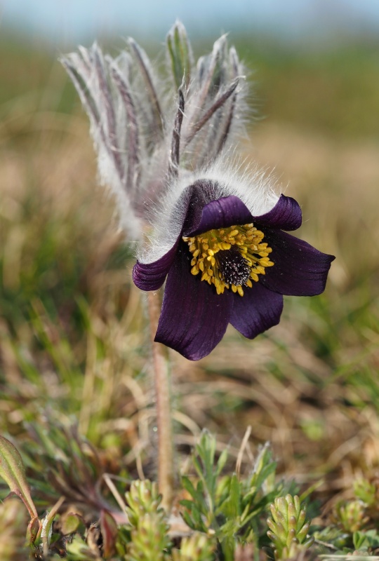 Koniklec luční český (Pulsatilla pratensis subsp. bohemica)