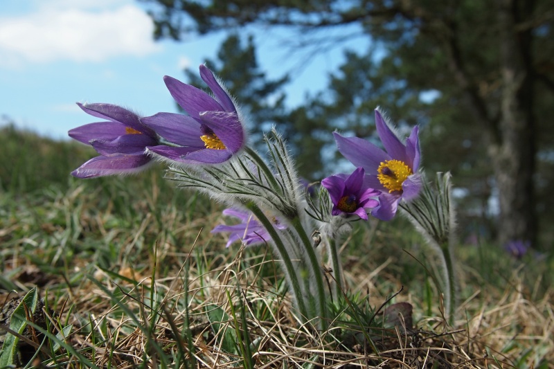 Koniklec velkokvětý (Pulsatilla grandis)