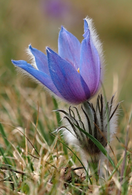 Koniklec velkokvětý (Pulsatilla grandis)