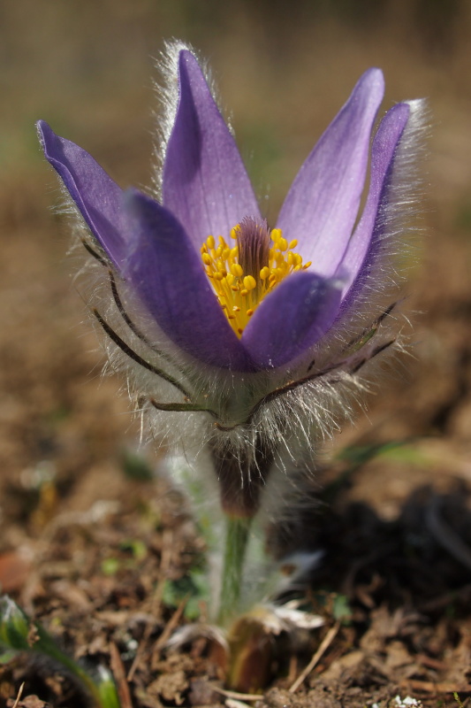Koniklec velkokvětý (Pulsatilla grandis)