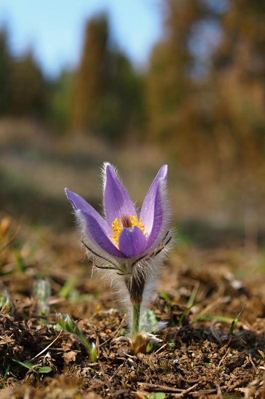 Koniklec velkokvětý (Pulsatilla grandis)