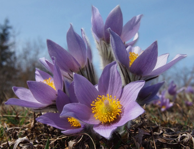 Koniklec velkokvětý (Pulsatilla grandis)
