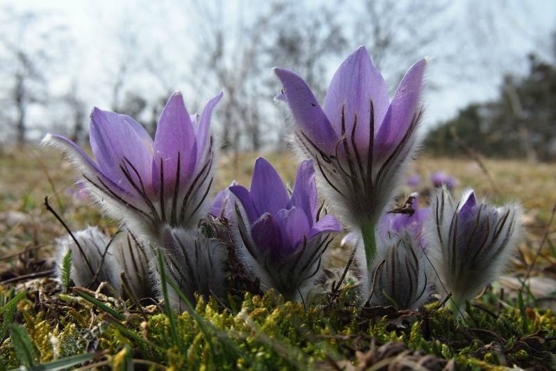 Koniklec velkokvětý (Pulsatilla grandis)