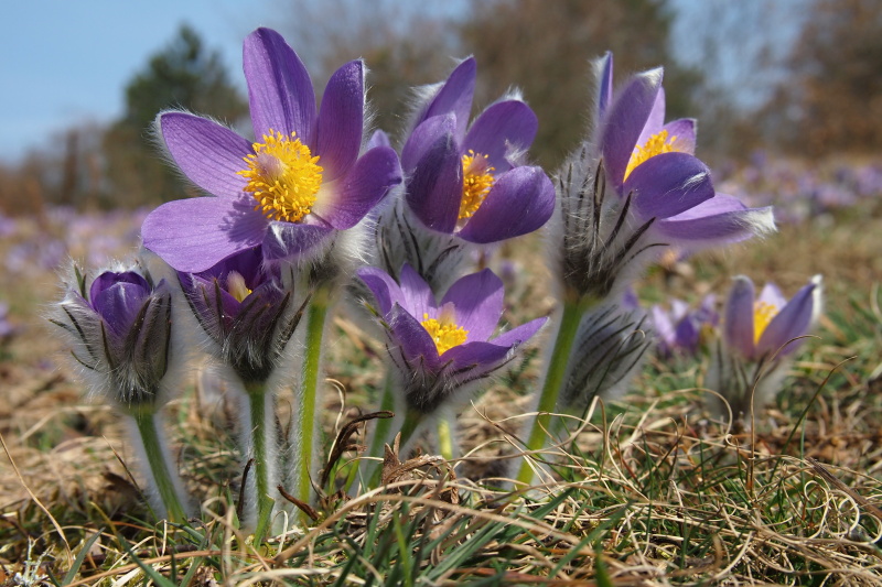 Koniklec velkokvětý (Pulsatilla grandis)