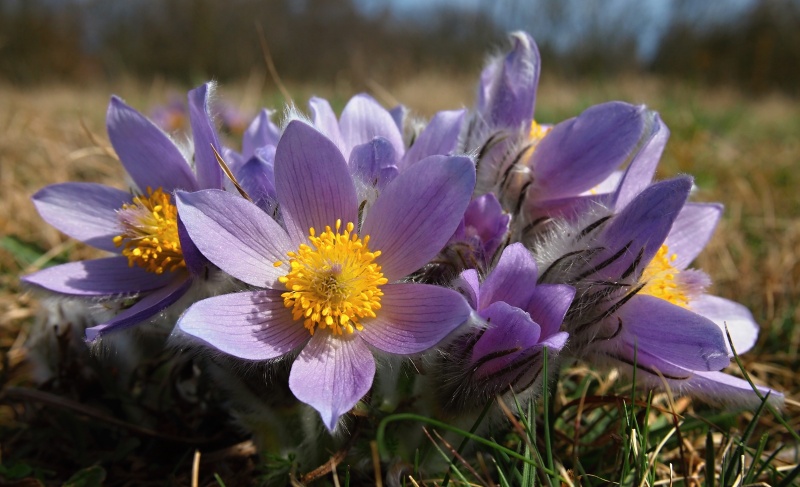 Koniklec velkokvětý (Pulsatilla grandis)