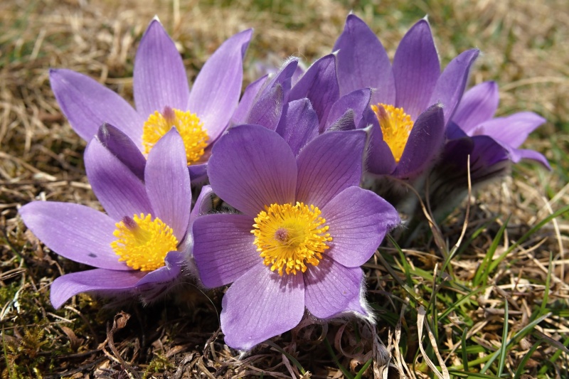 Koniklec velkokvětý (Pulsatilla grandis)