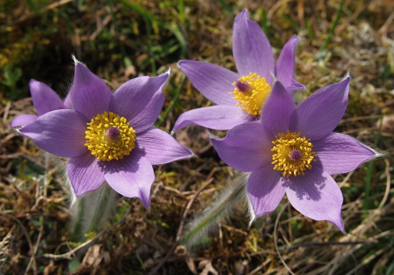 Koniklec velkokvětý (Pulsatilla grandis)