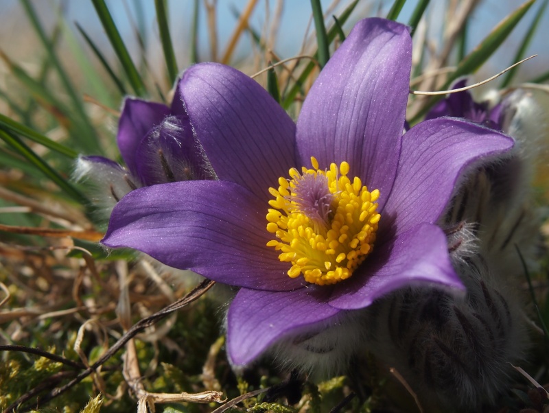 Koniklec velkokvětý (Pulsatilla grandis)