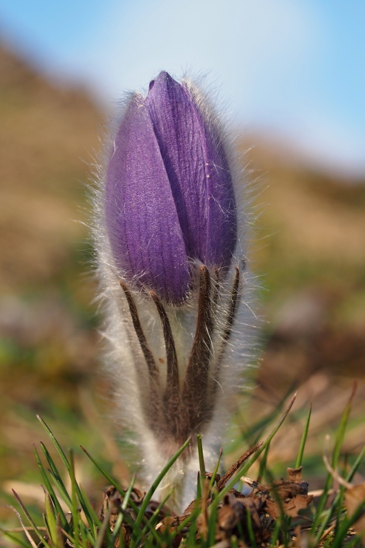 Koniklec velkokvětý (Pulsatilla grandis)