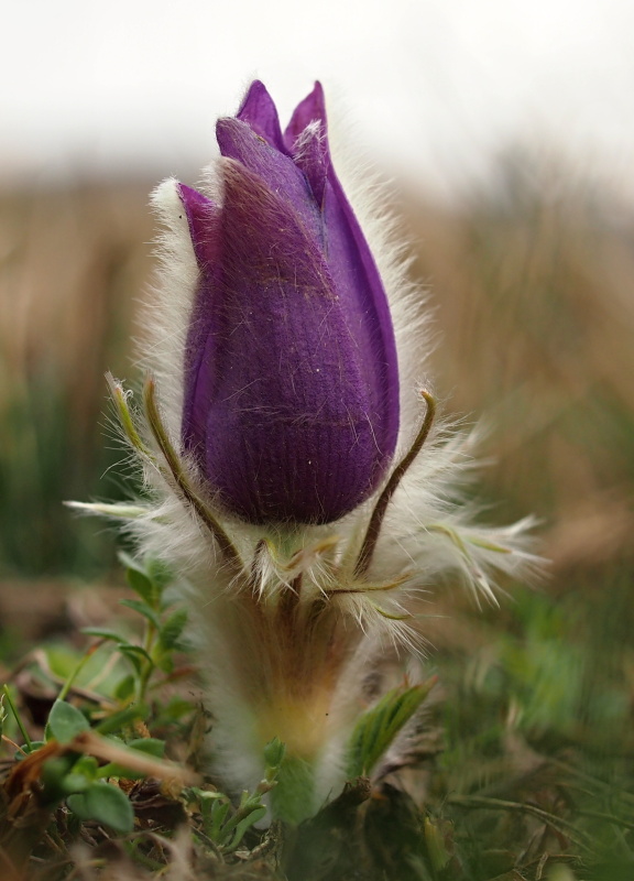 Koniklec velkokvětý (Pulsatilla grandis)