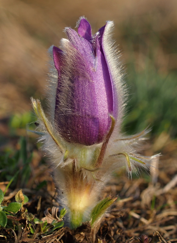 Koniklec velkokvětý (Pulsatilla grandis)