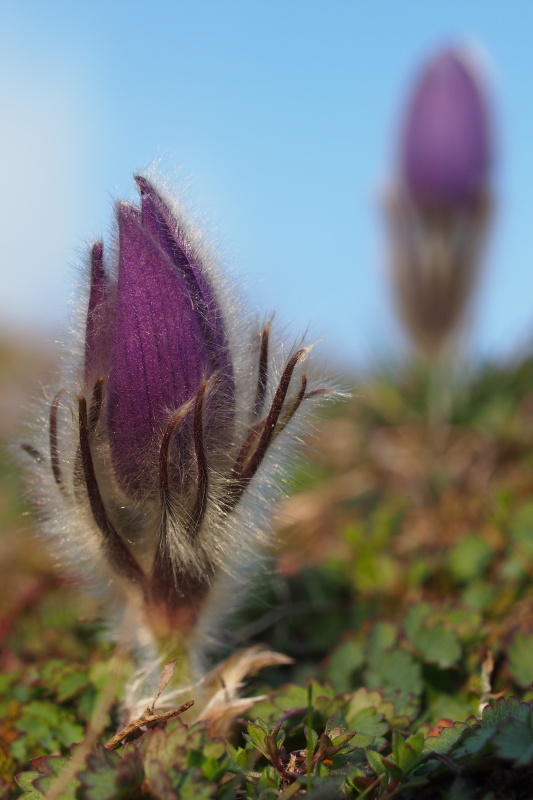 Koniklec velkokvětý (Pulsatilla grandis)