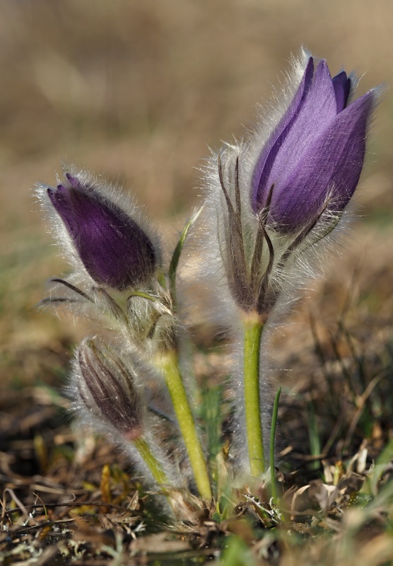 Koniklec velkokvětý (Pulsatilla grandis)