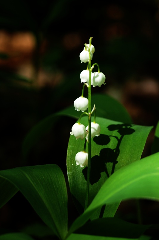 Konvalinka vonná (Convallaria majalis)