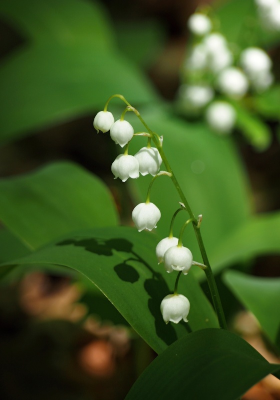 Konvalinka vonná (Convallaria majalis)