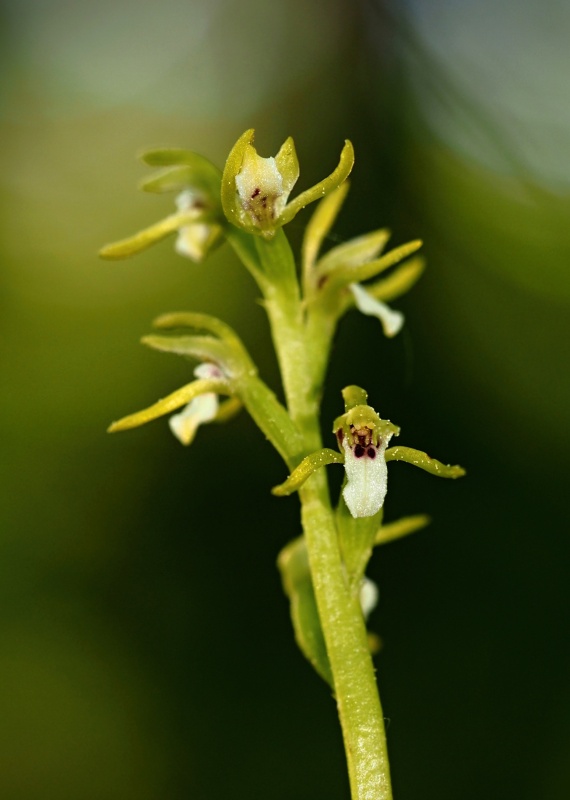Korálice trojklaná (Corallorhiza trifida)