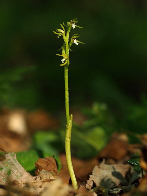 Korálice trojklaná (Corallorhiza trifida)