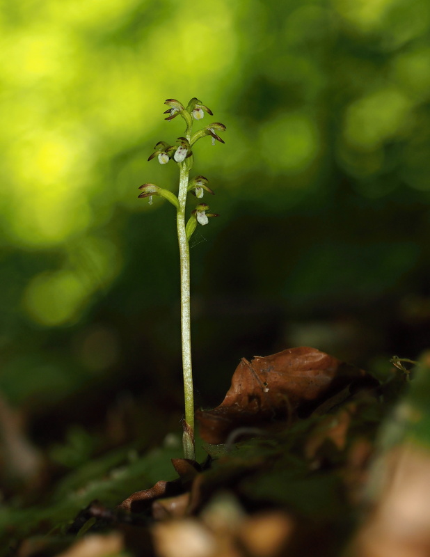Korálice trojklaná (Corallorhiza trifida)