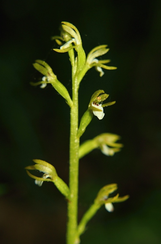Korálice trojklaná (Corallorhiza trifida)