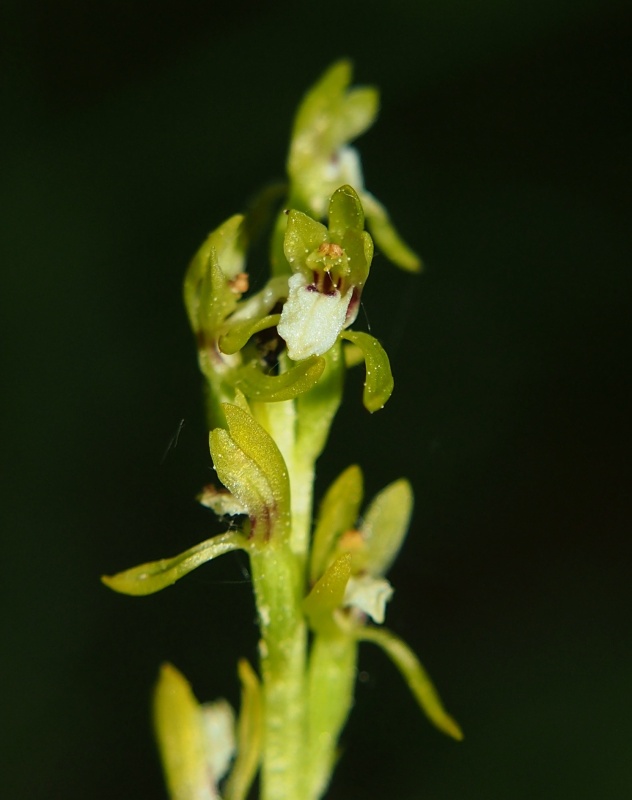 Korálice trojklaná (Corallorhiza trifida)