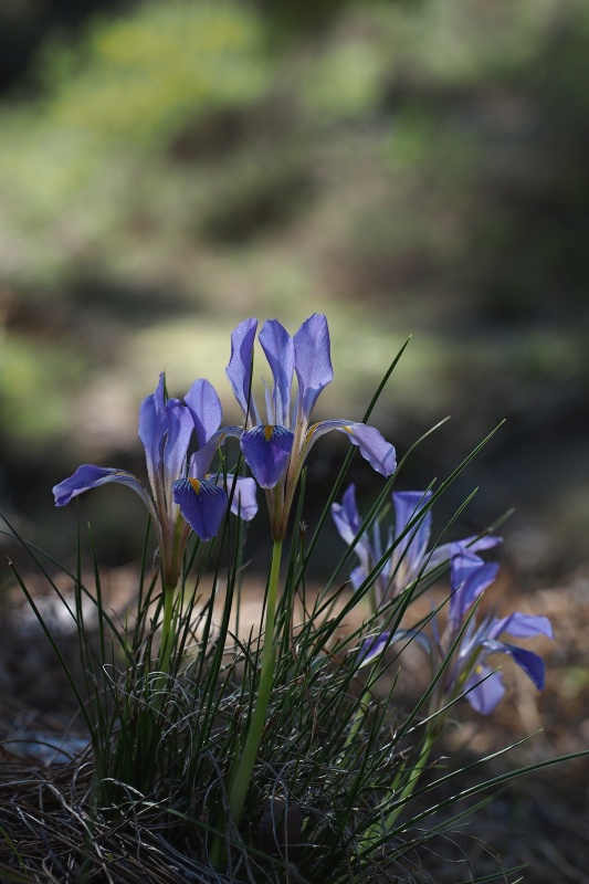 Kosatec (Iris unguicularis)