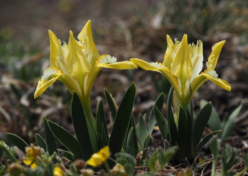 Kosatec nízký (Iris pumila)