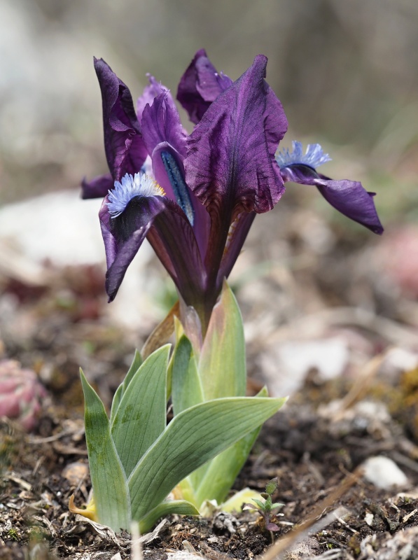 Kosatec nízký (Iris pumila)