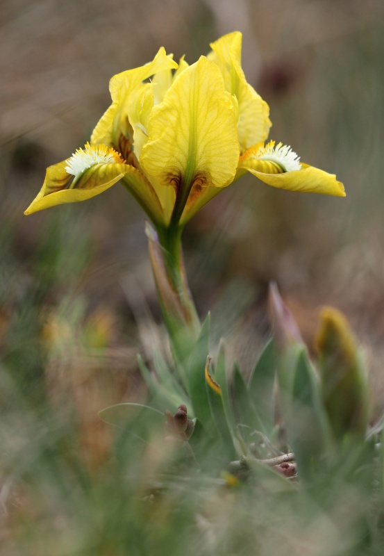 Kosatec nízký (Iris pumila)